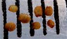  Caryopsis